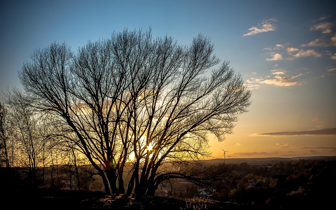 sun trees sunset free photo