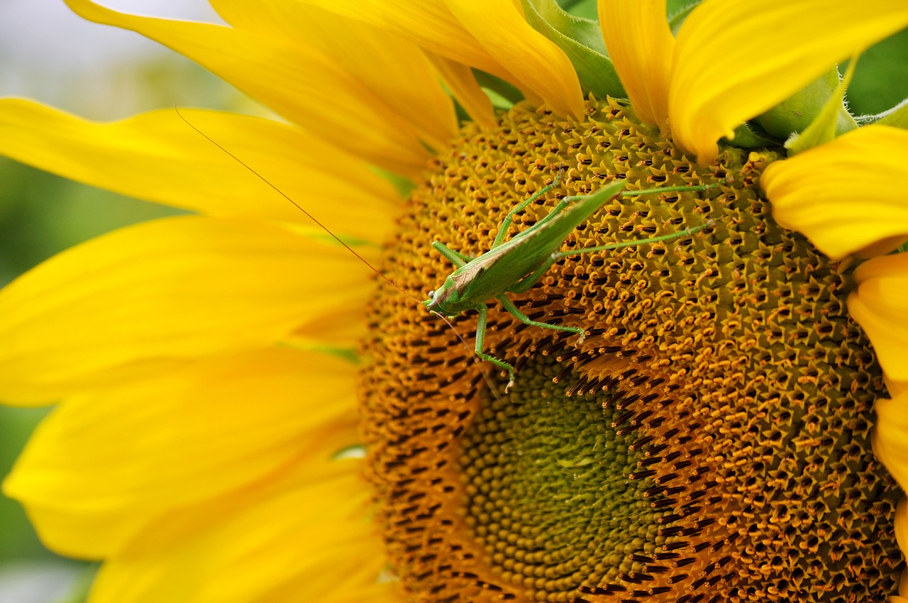 sun flower grasshopper free photo