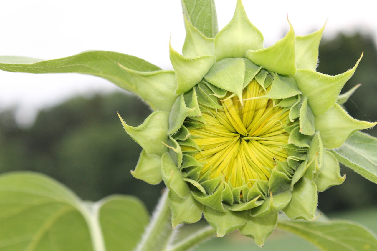 sun flower summer free photo