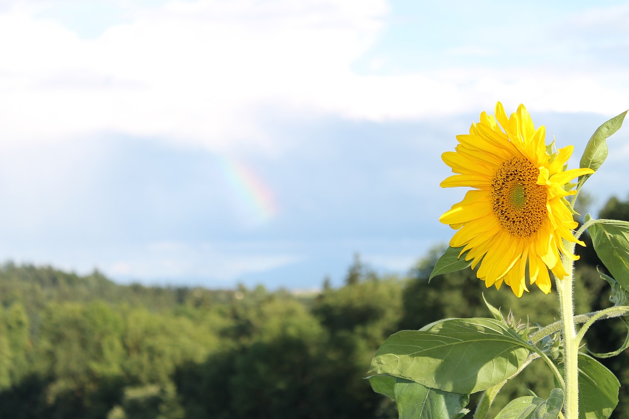 sun flower summer free photo