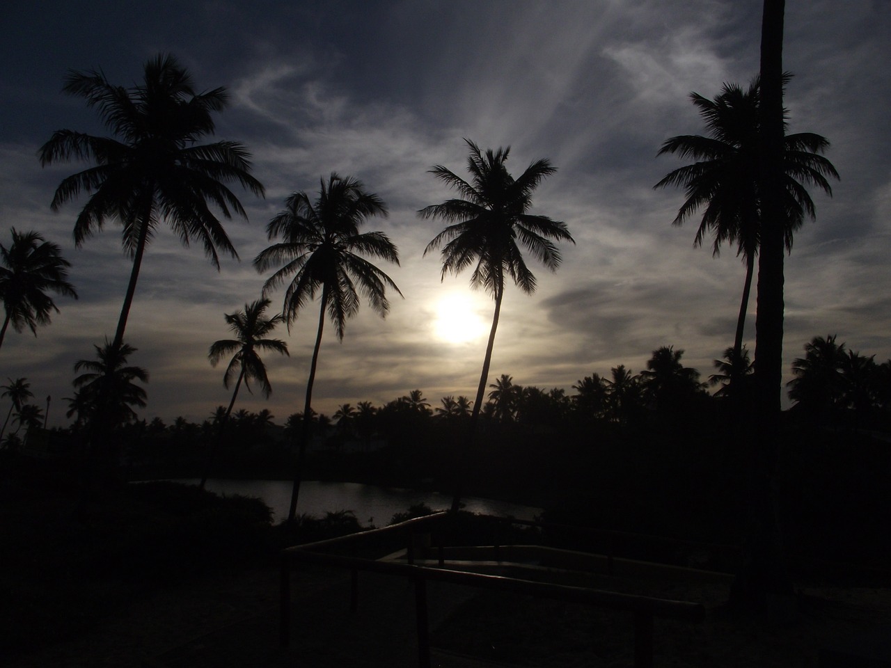 sun beach palm trees free photo