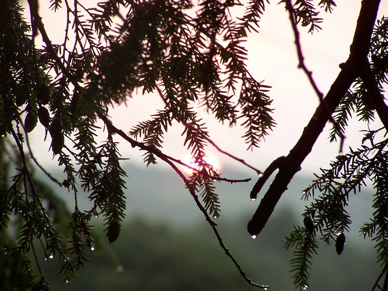 sun trees raindrops free photo