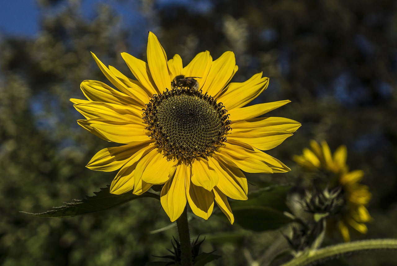 sun sun flower hummel free photo