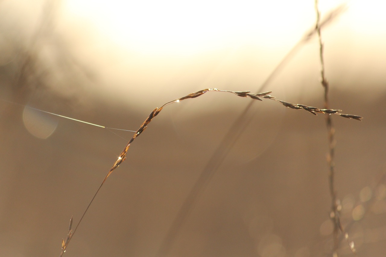 sun water drop grass free photo