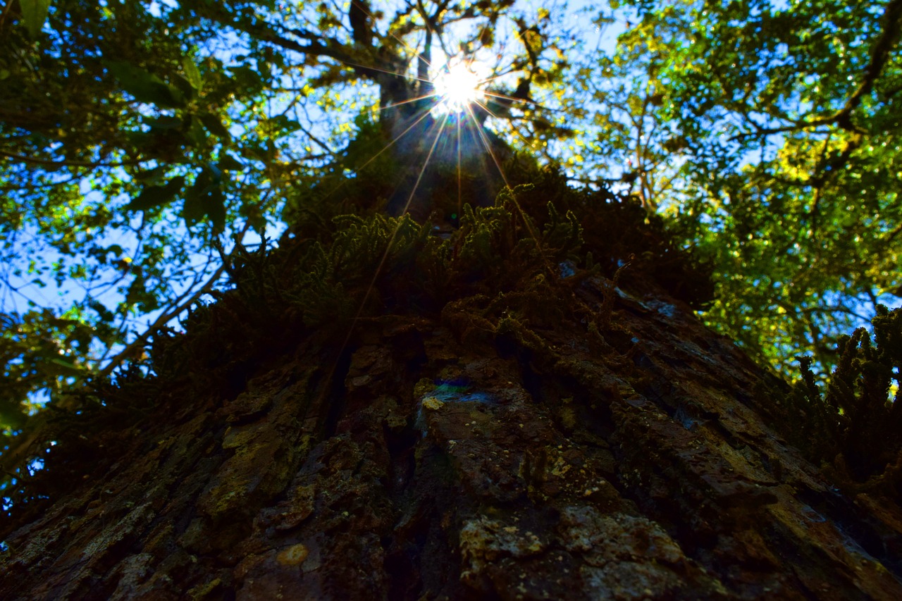 sun tree shadow free photo