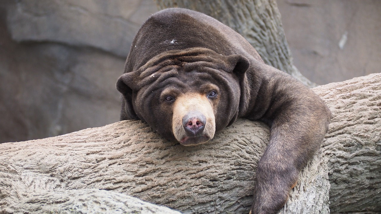 sun bear bear sun free photo