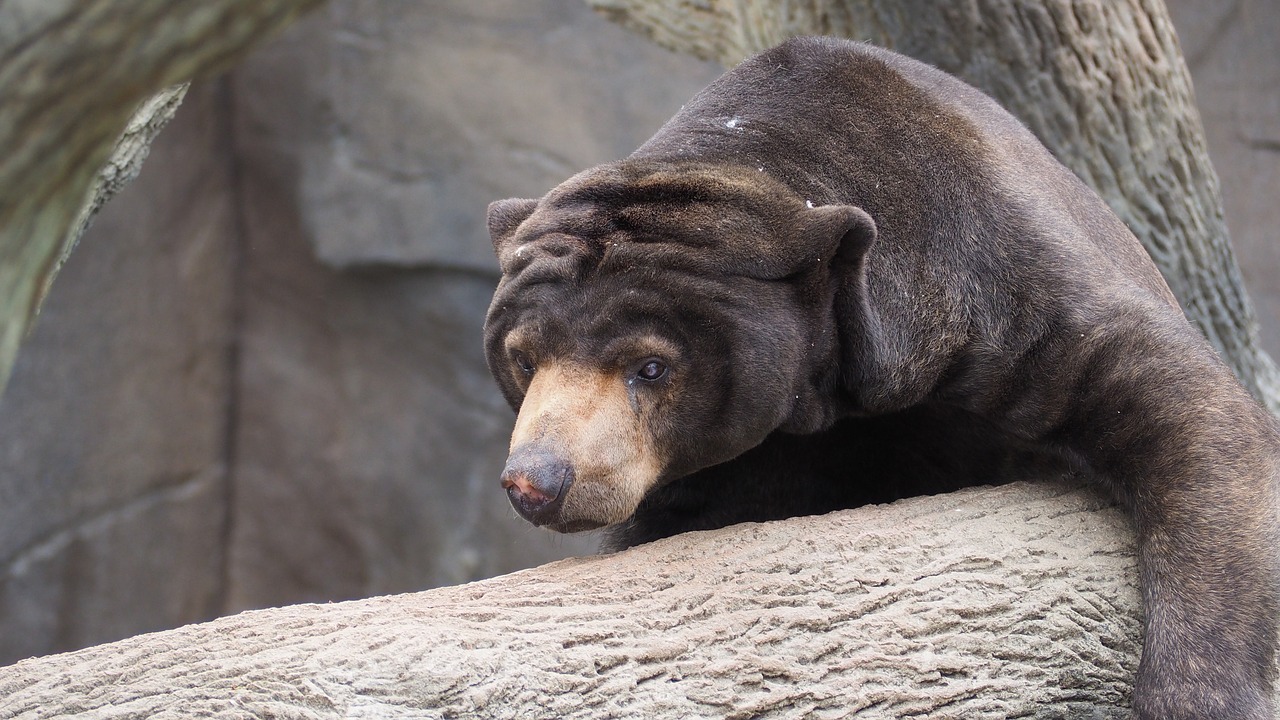 sun bear bear sun free photo