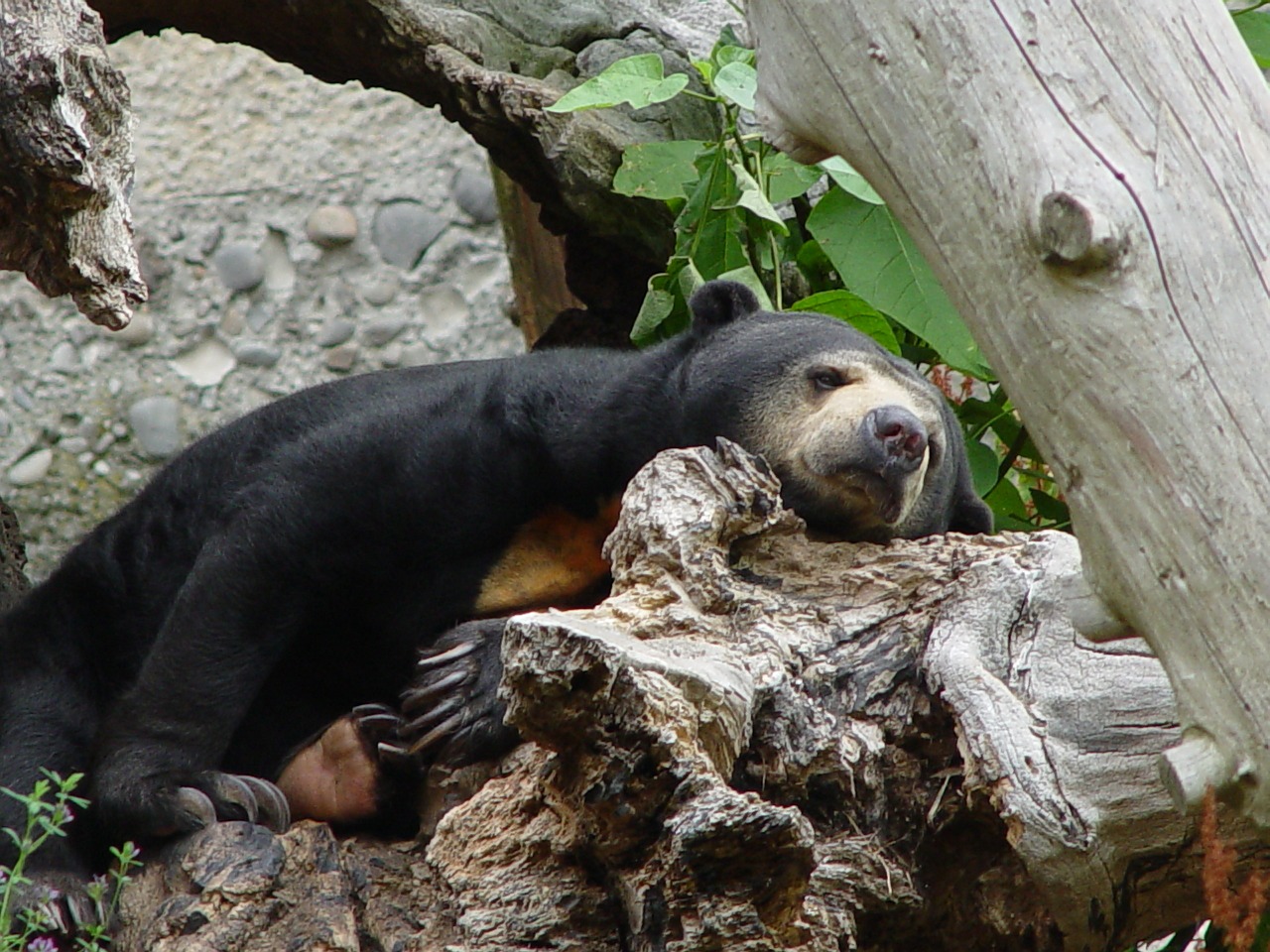 sun bear helarctos malayanus bear free photo