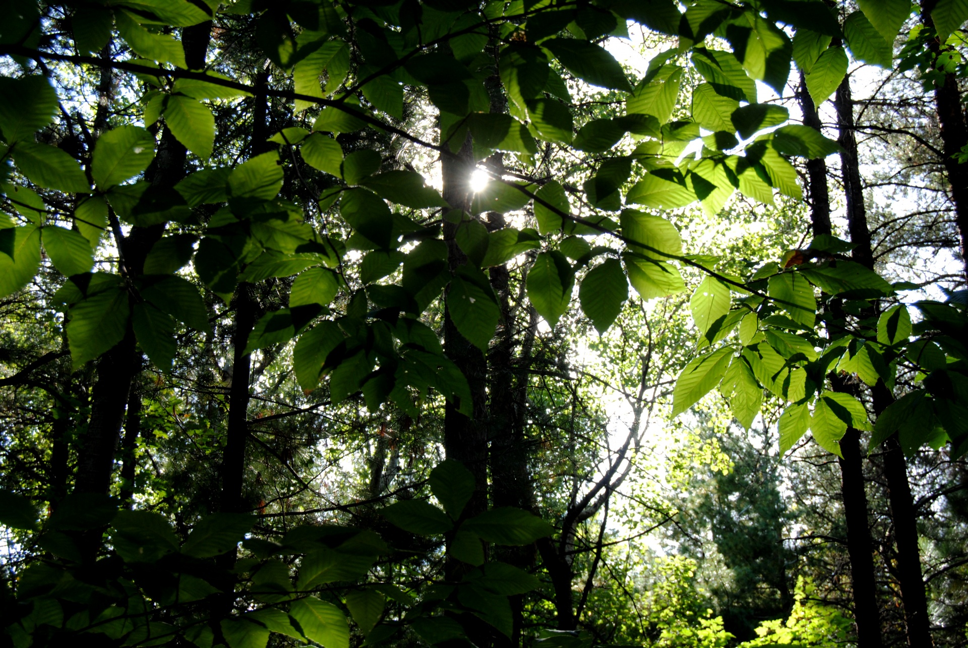 trees leaf leave free photo