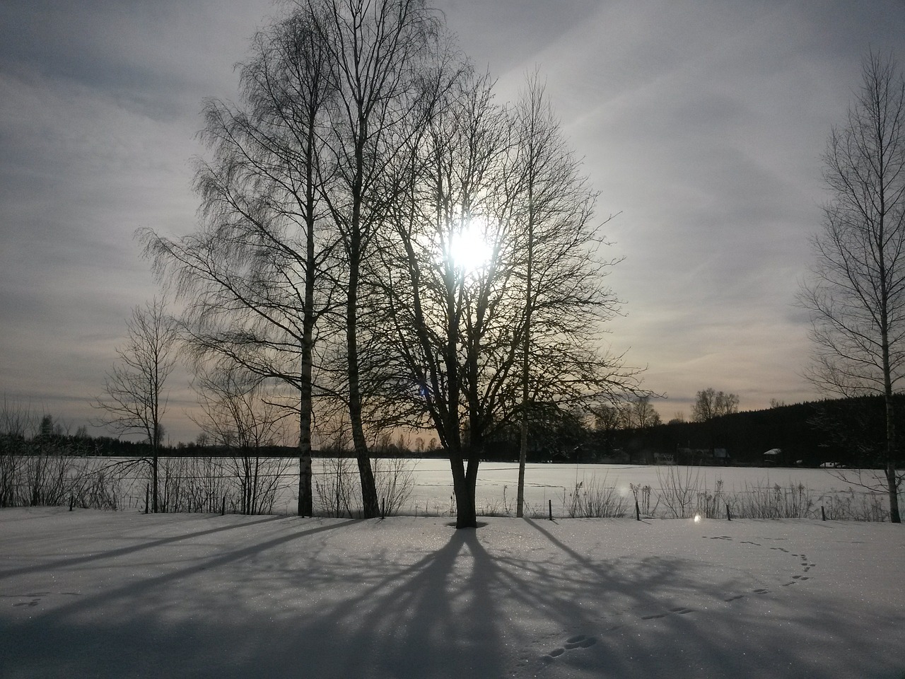 sun behind the tree snow sweden free photo