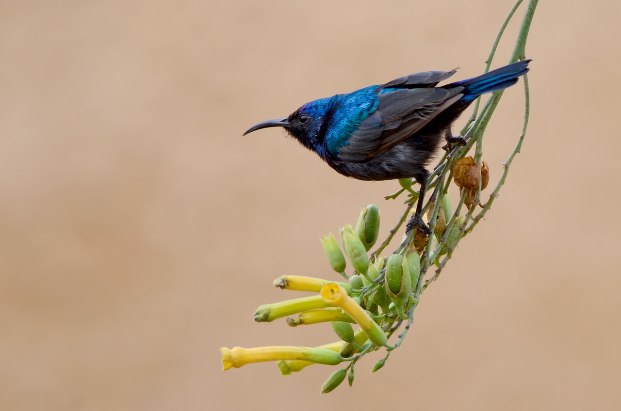 sun bird bird animal free photo