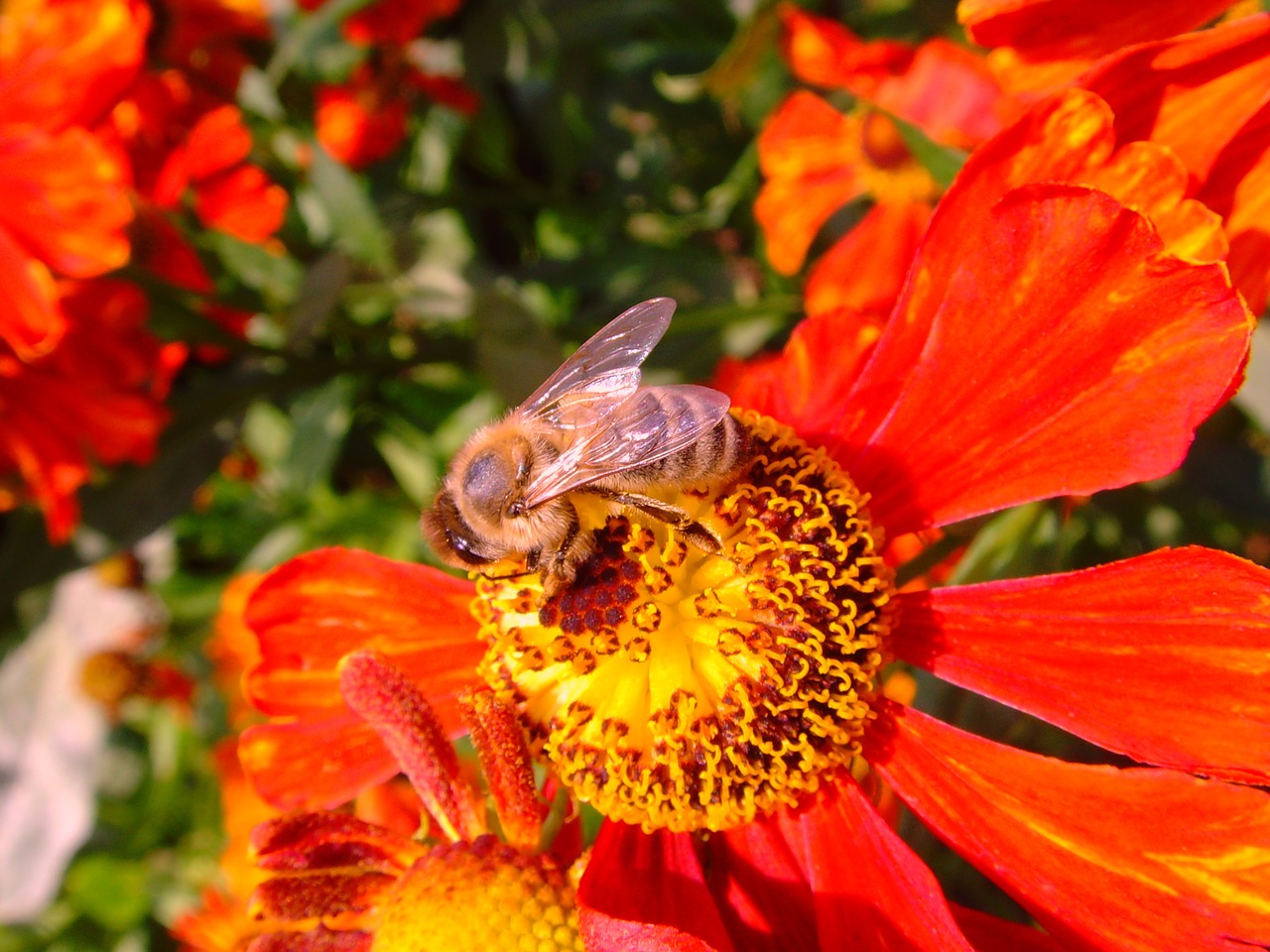sun brews helenium bee free photo