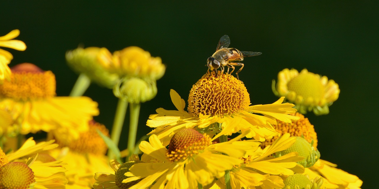 sun brews helenium composites free photo