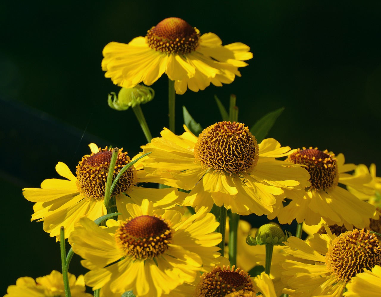 sun brews flower garden yellow free photo