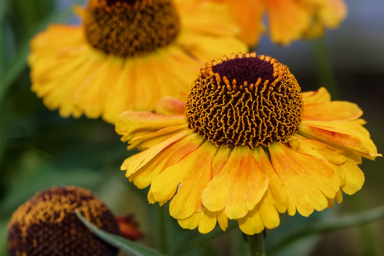 sun brews helenium composites free photo