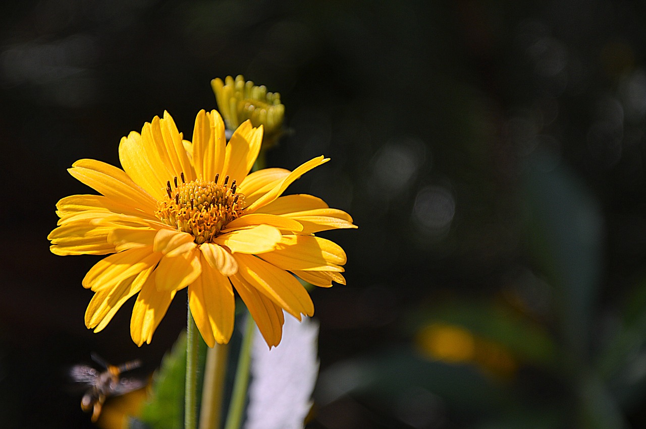 sun brews  flower  bloom free photo