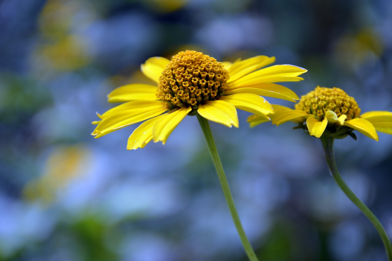 sun brews  flower  helenium free photo
