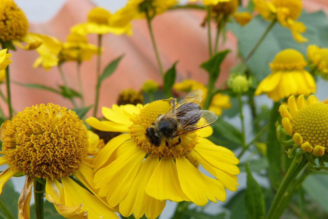 sun brews bee flowers free photo