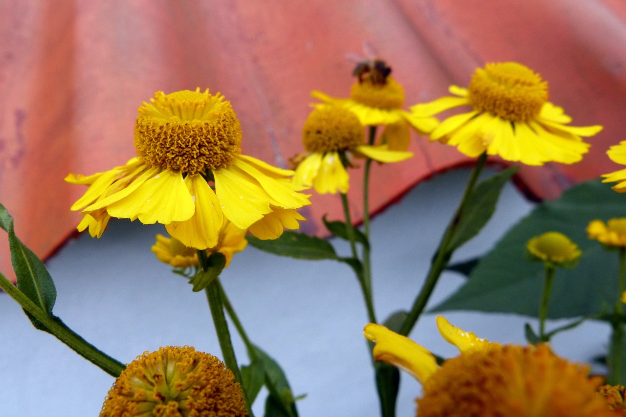 sun brews flowers plant free photo