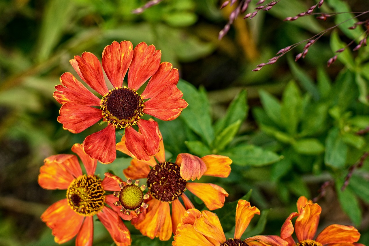 sun brews helenium composites free photo