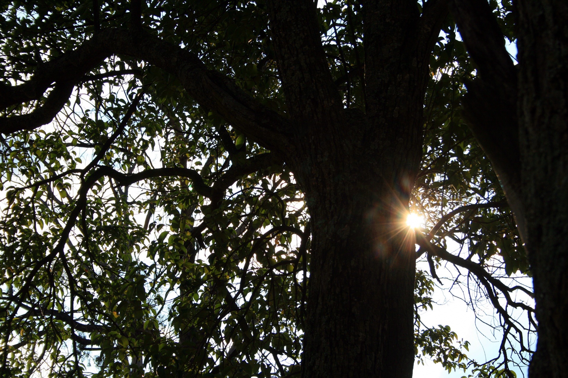 tree strong foliage free photo