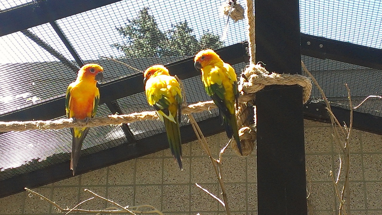 sun conyers birds aviary free photo
