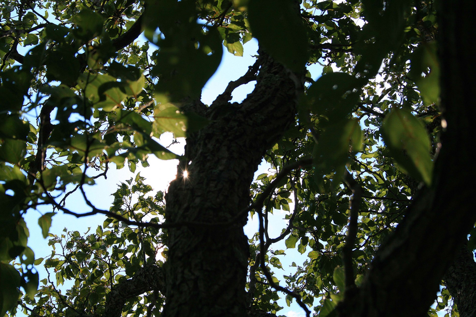 tree trunk branches free photo