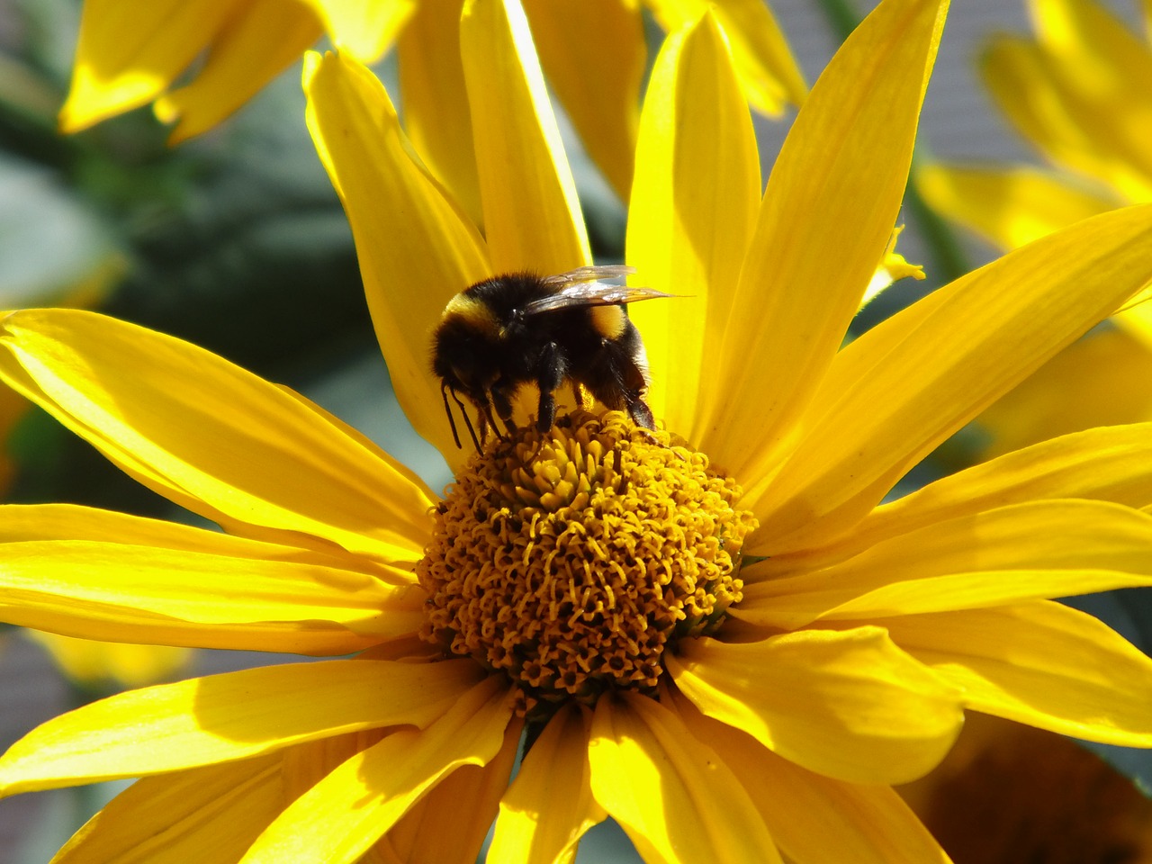 sun eye blossom bloom free photo