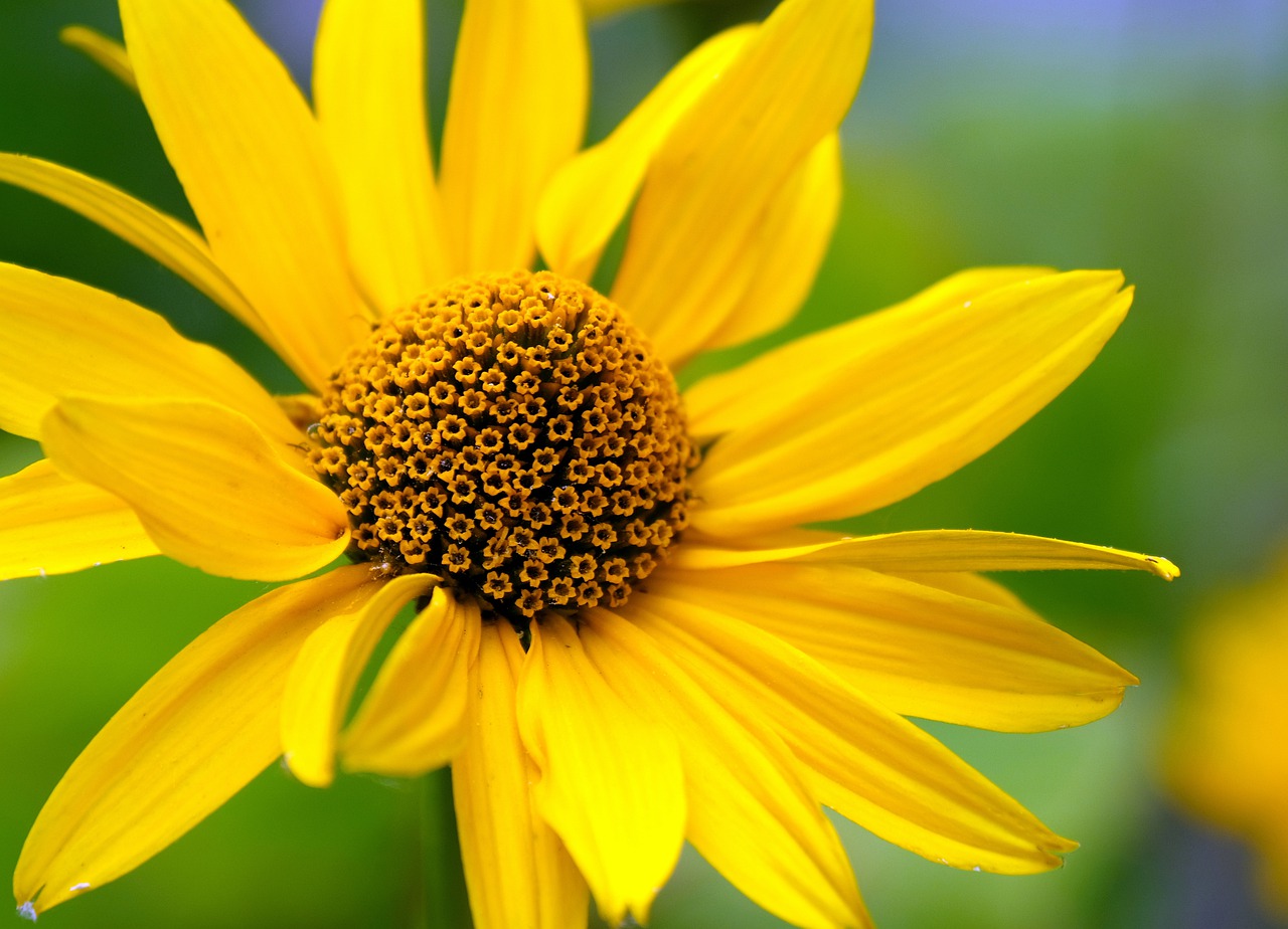 sun eye  flower  blossom free photo