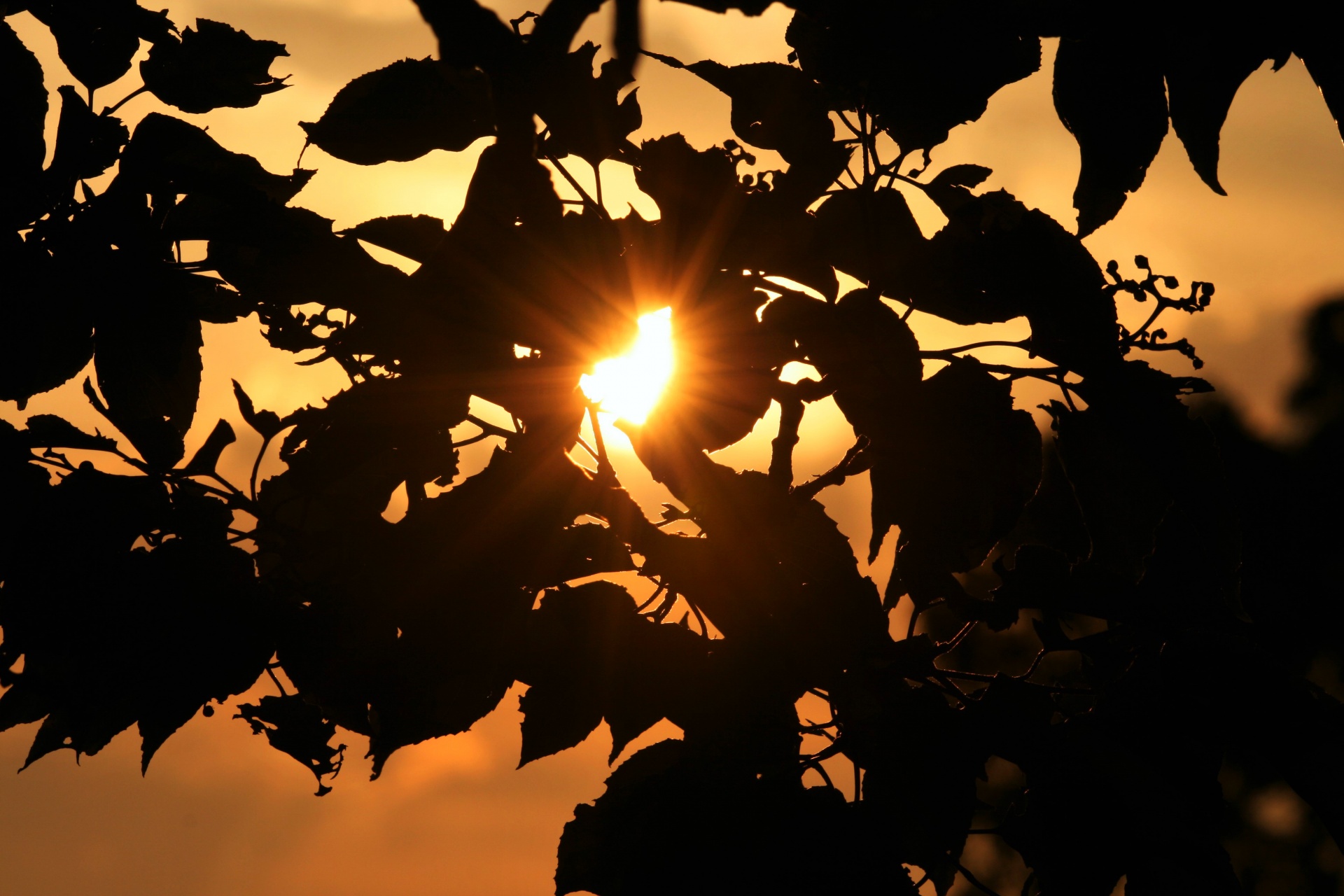sun tree leaves free photo