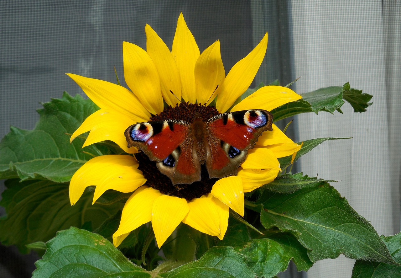 sun flower butterfly summer free photo