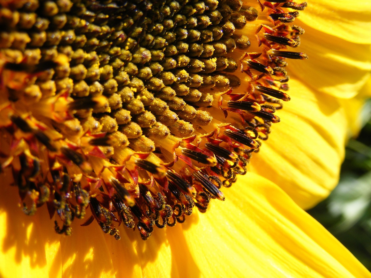 sun flower sun summer free photo