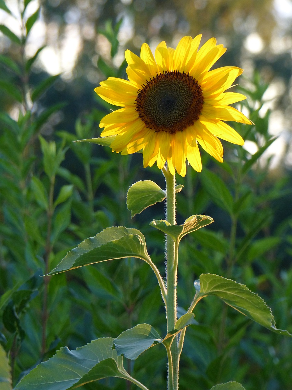 sun flower summer yellow free photo