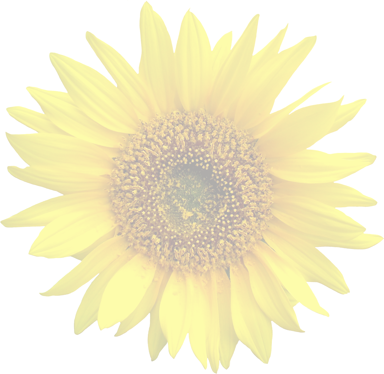 sun flower graphic isolated free photo