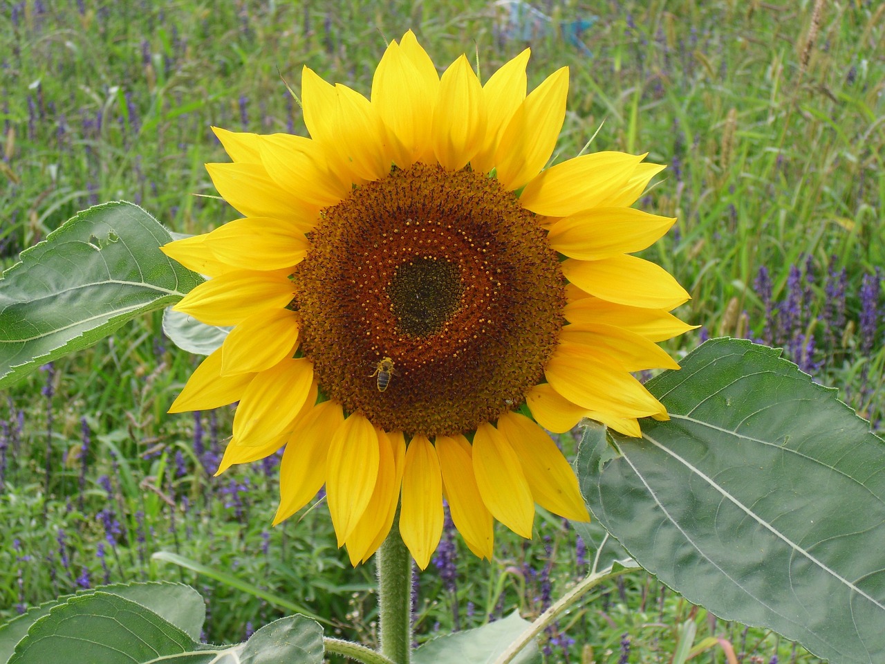 sun flower bee blossom free photo