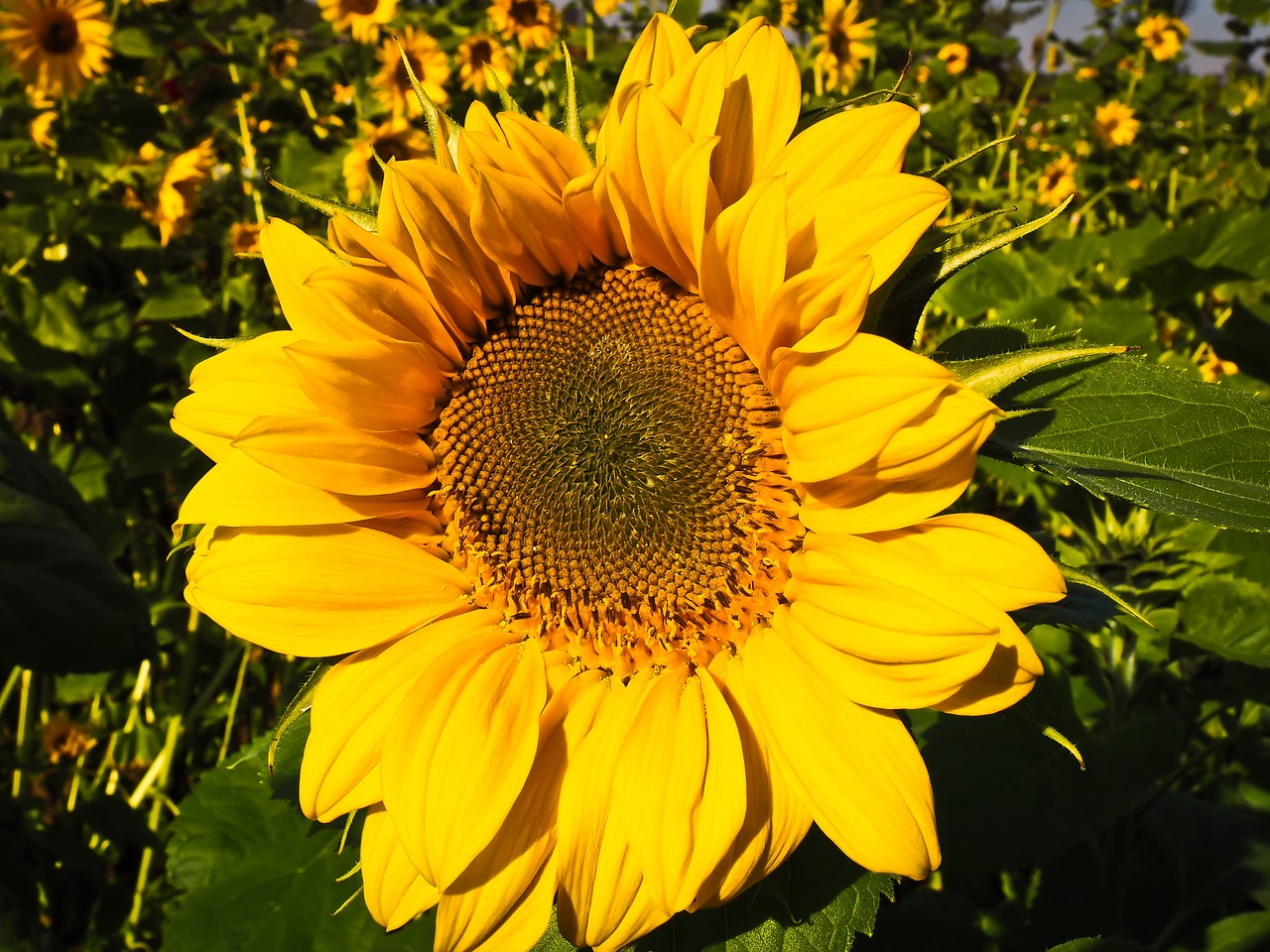 sun flower blossom bloom free photo