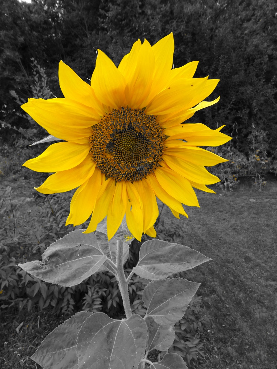 sun flower blossom bloom free photo