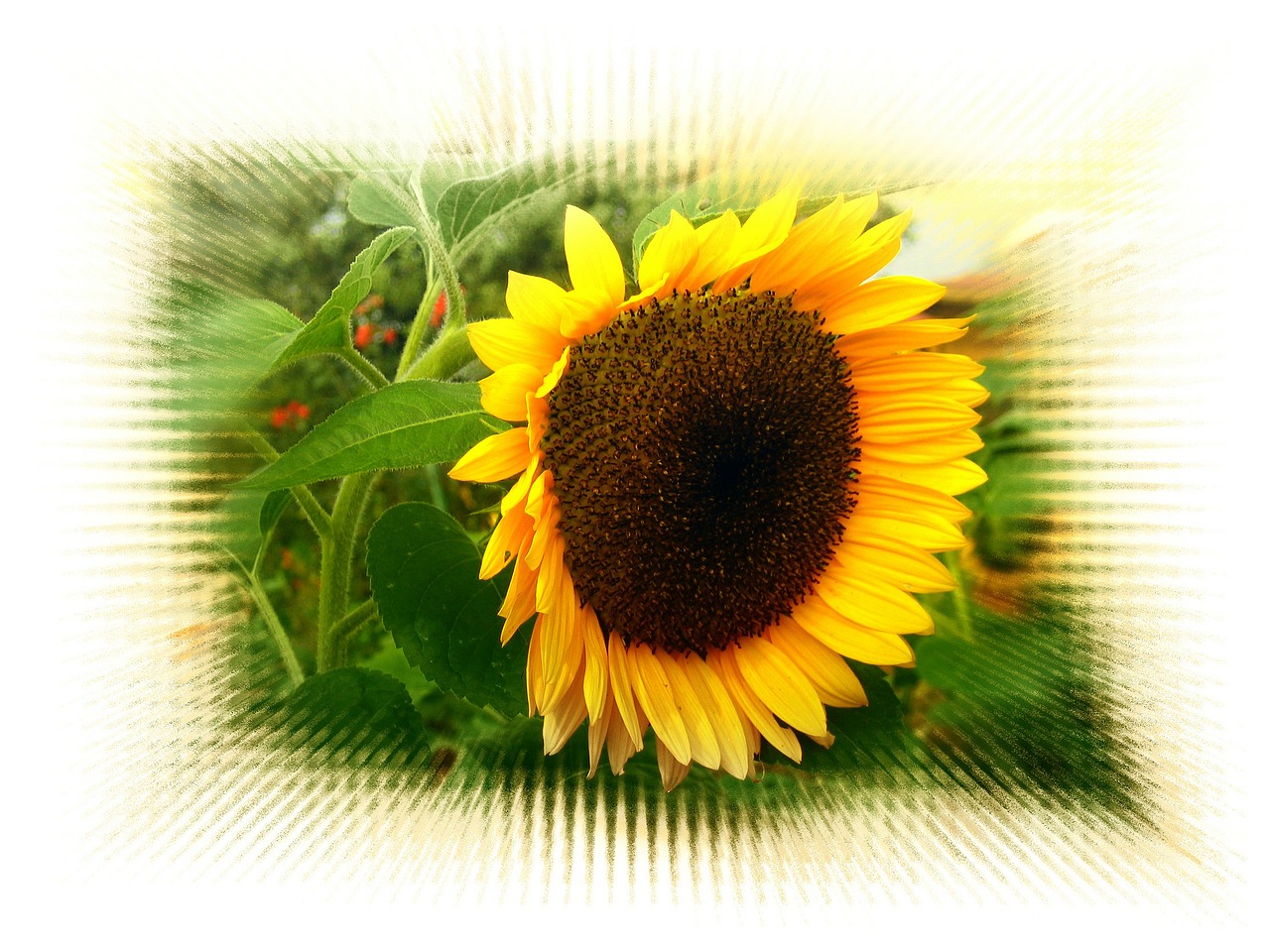 sun flower section background free photo