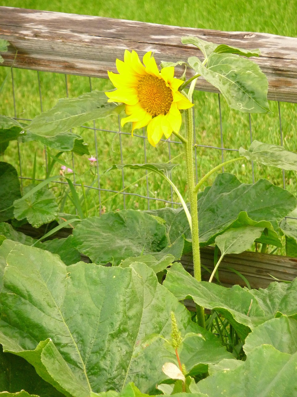 sun flower garden split rail free photo