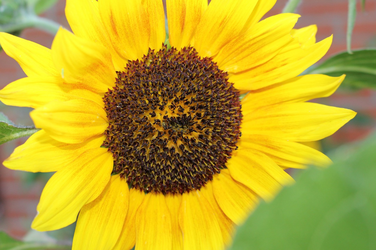 sun flower flower blossom free photo