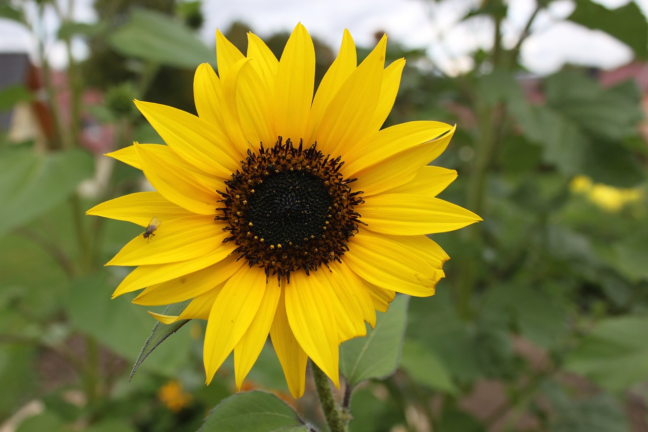 sun flower garden summer free photo