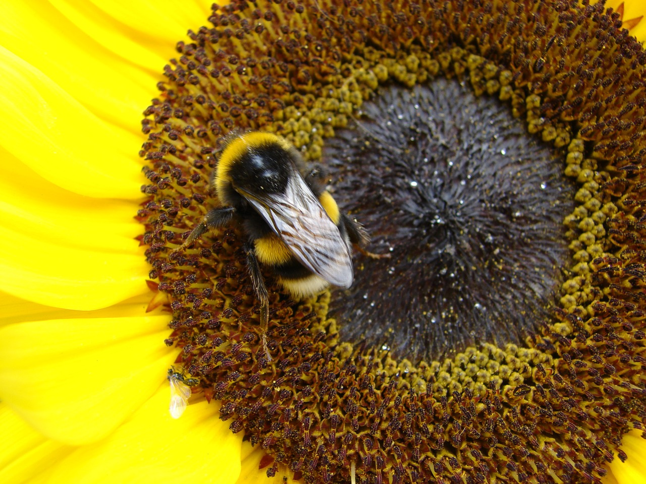 sun flower hummel nature free photo