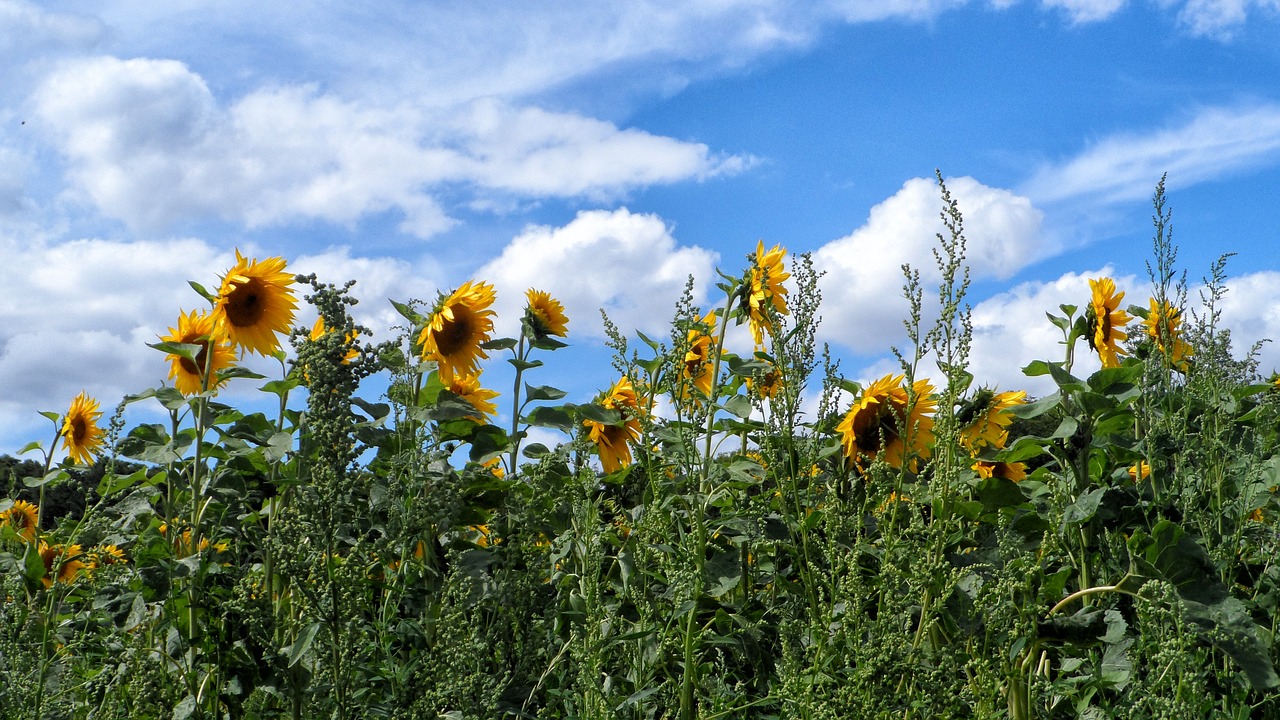 sun flower flowers nature free photo