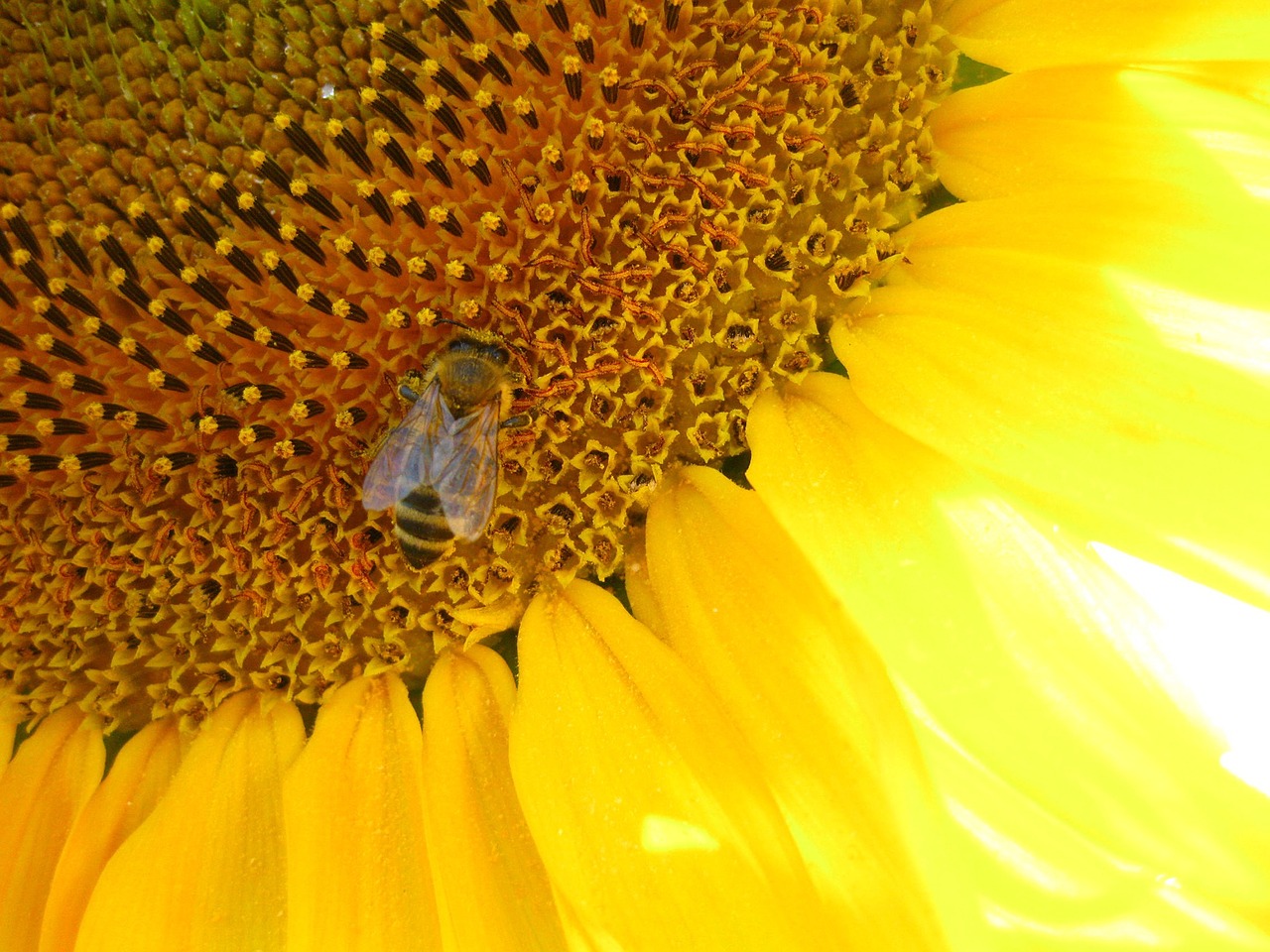 sun flower yellow bee free photo