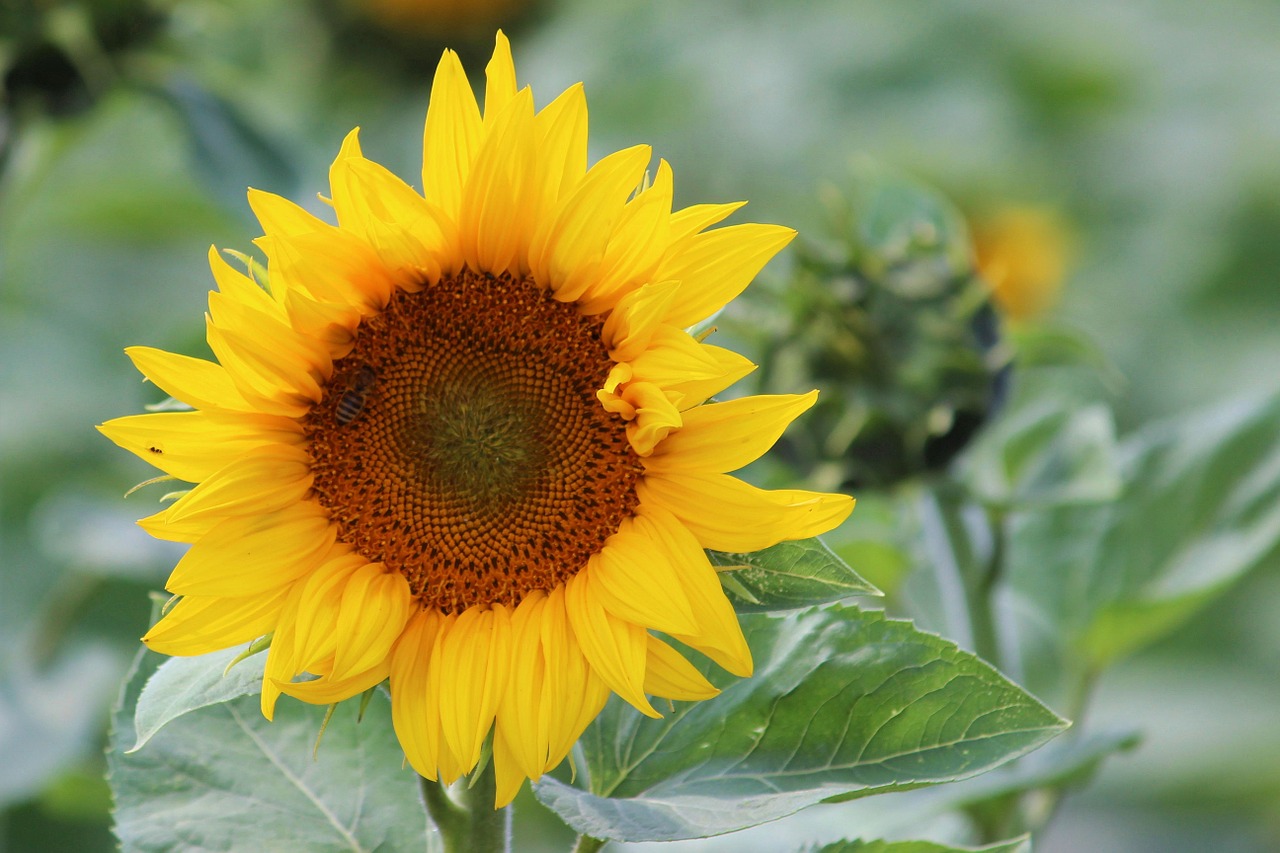 sun flower yellow plant free photo