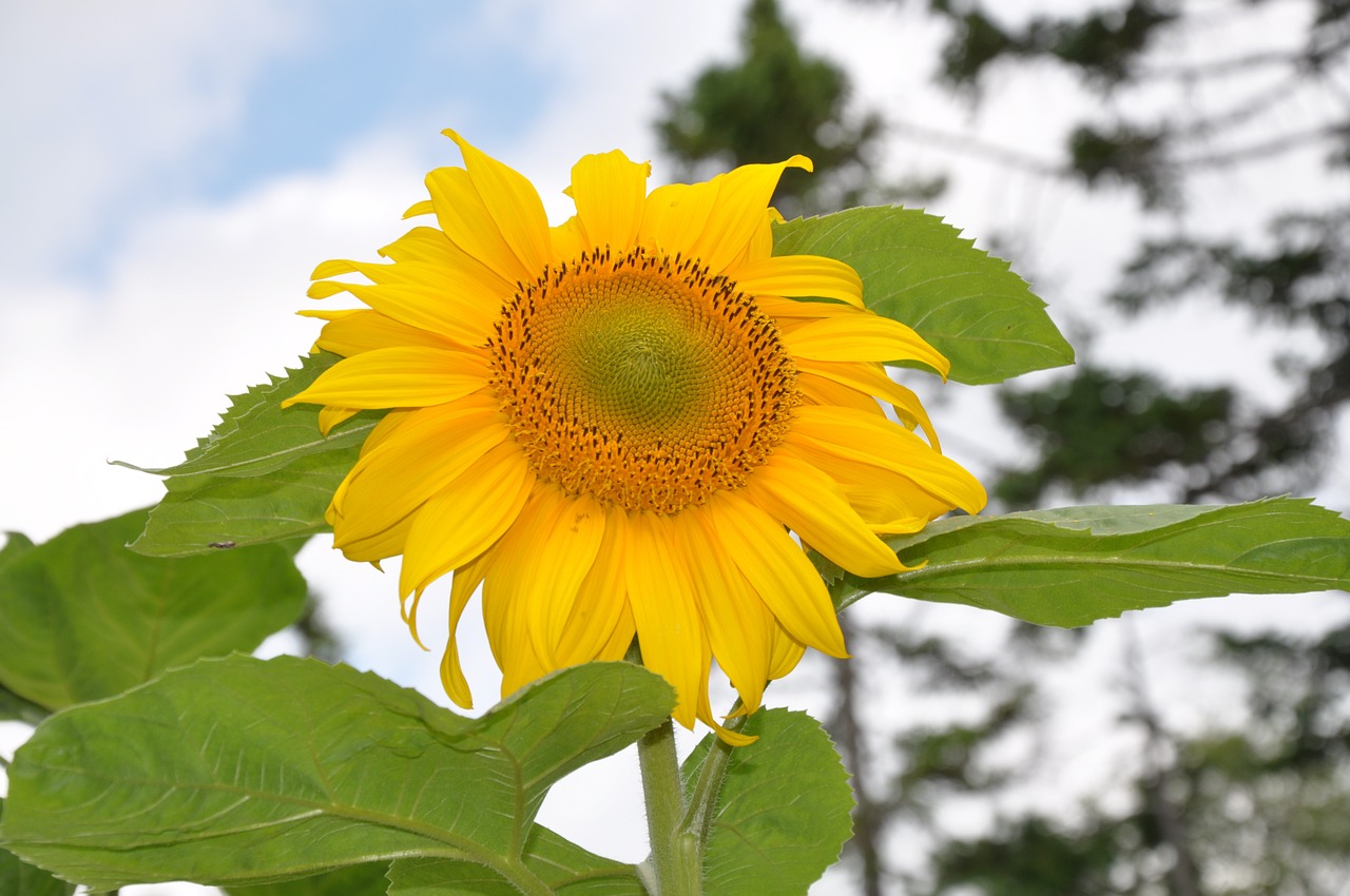sun flower plant yellow free photo