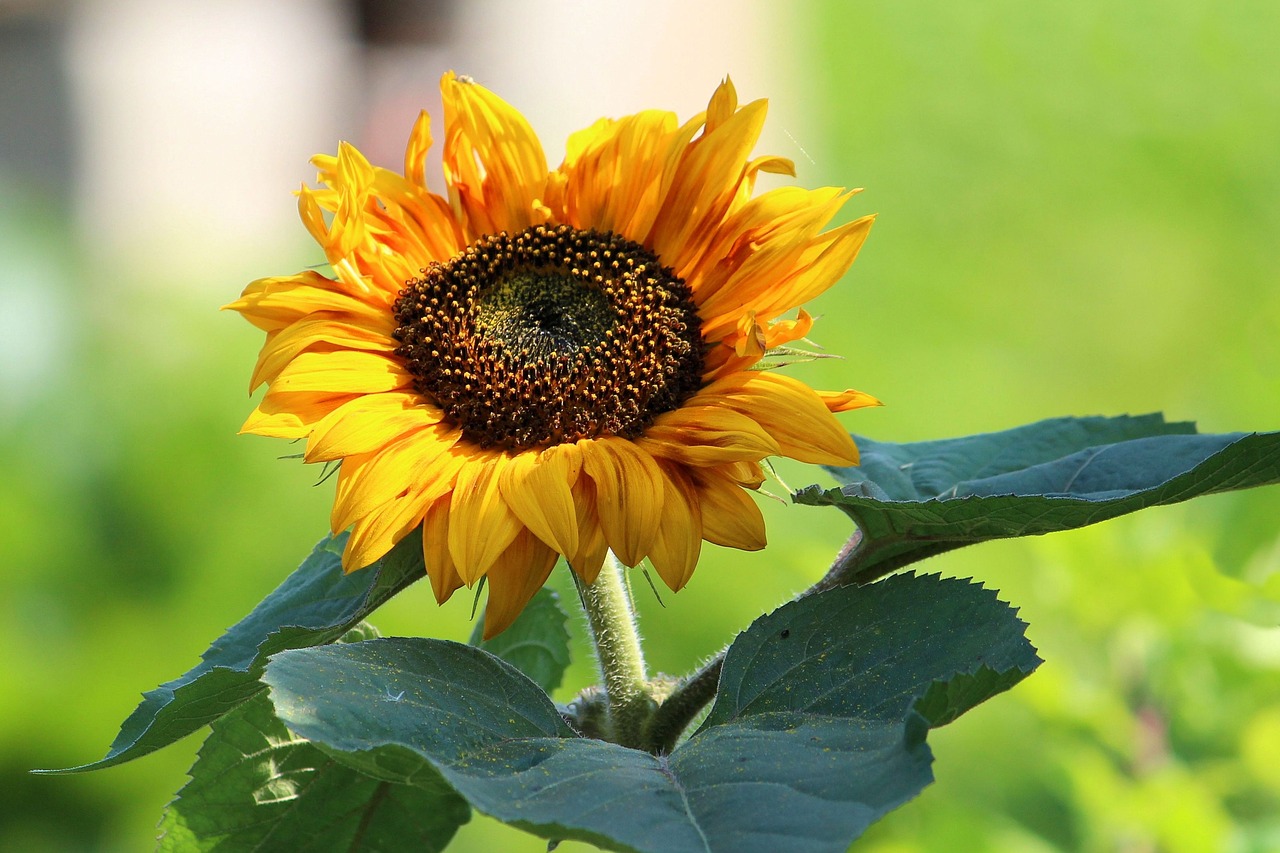 sun flower summer garden free photo