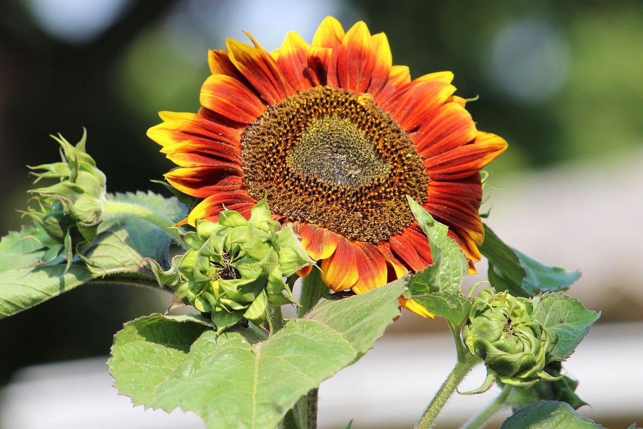 sun flower bud summer free photo