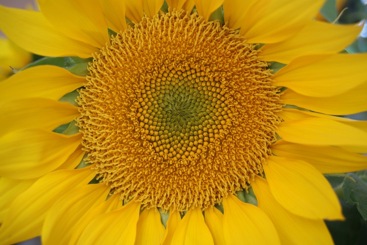 sun flower close-up yellow flower free photo