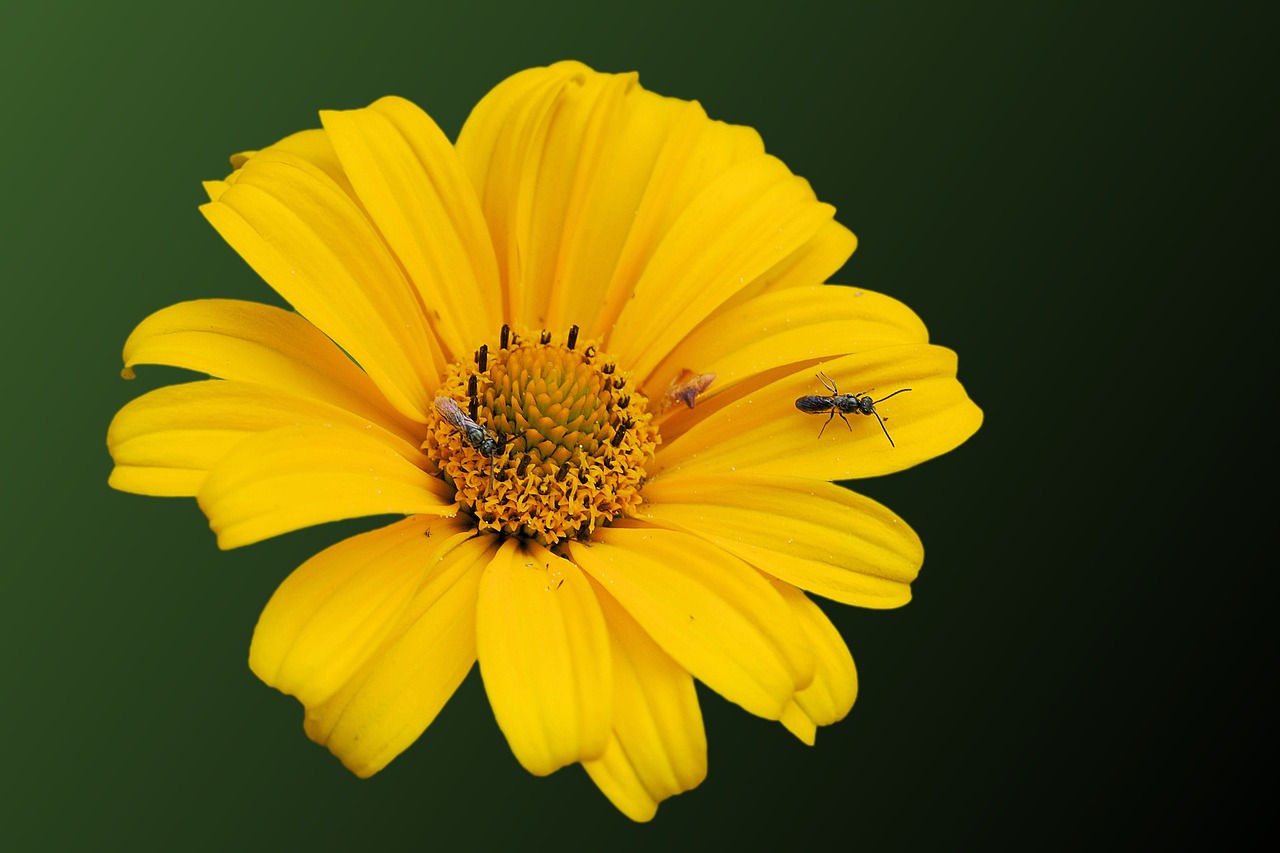 sun flower insect blossom free photo